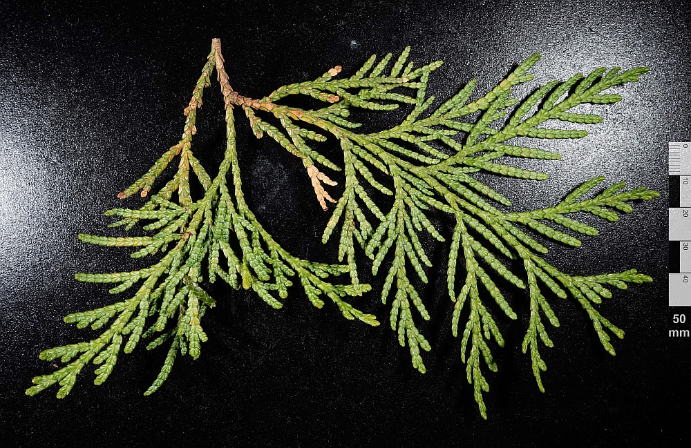 Image of Thuja standishii specimen.