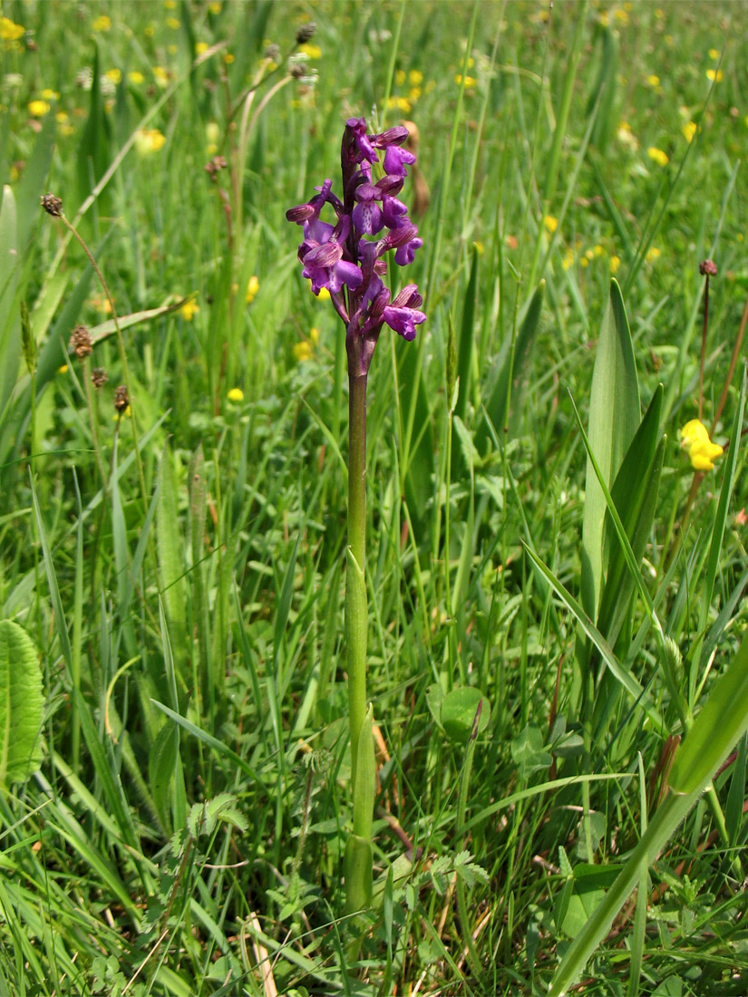 Изображение особи Anacamptis morio.