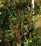 род Spiraea