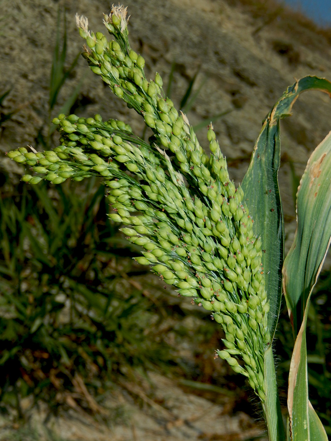 Image of Panicum miliaceum specimen.