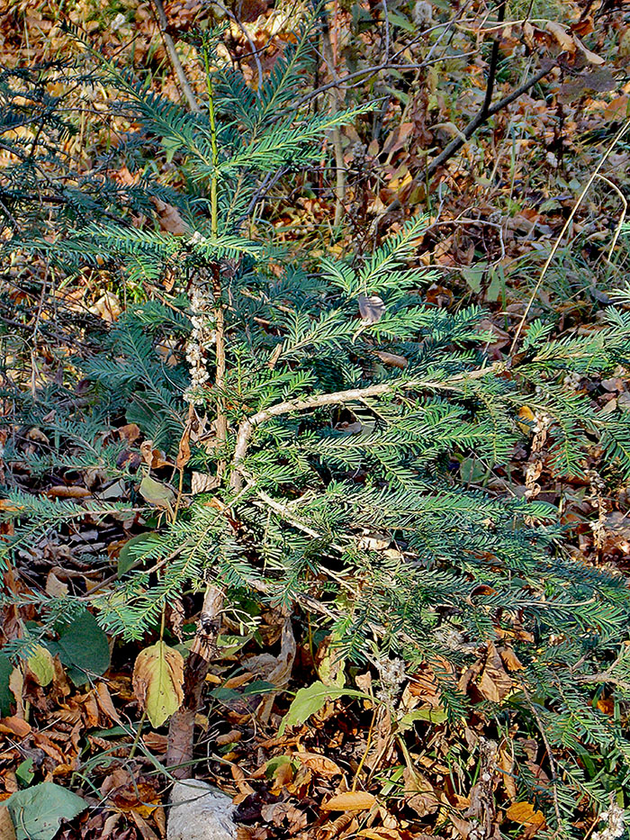 Image of Taxus baccata specimen.