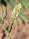 Astragalus bossuensis