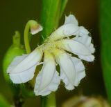 Scaevola taccada