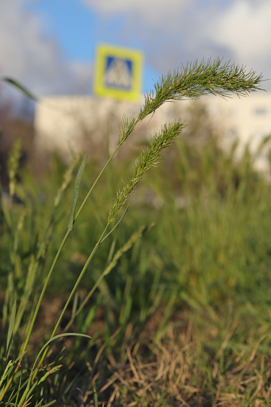 Изображение особи Poa bulbosa ssp. vivipara.