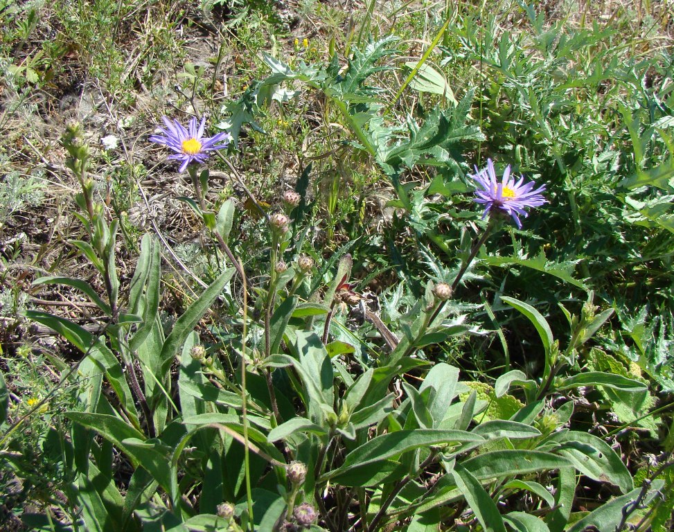 Изображение особи Aster amellus.