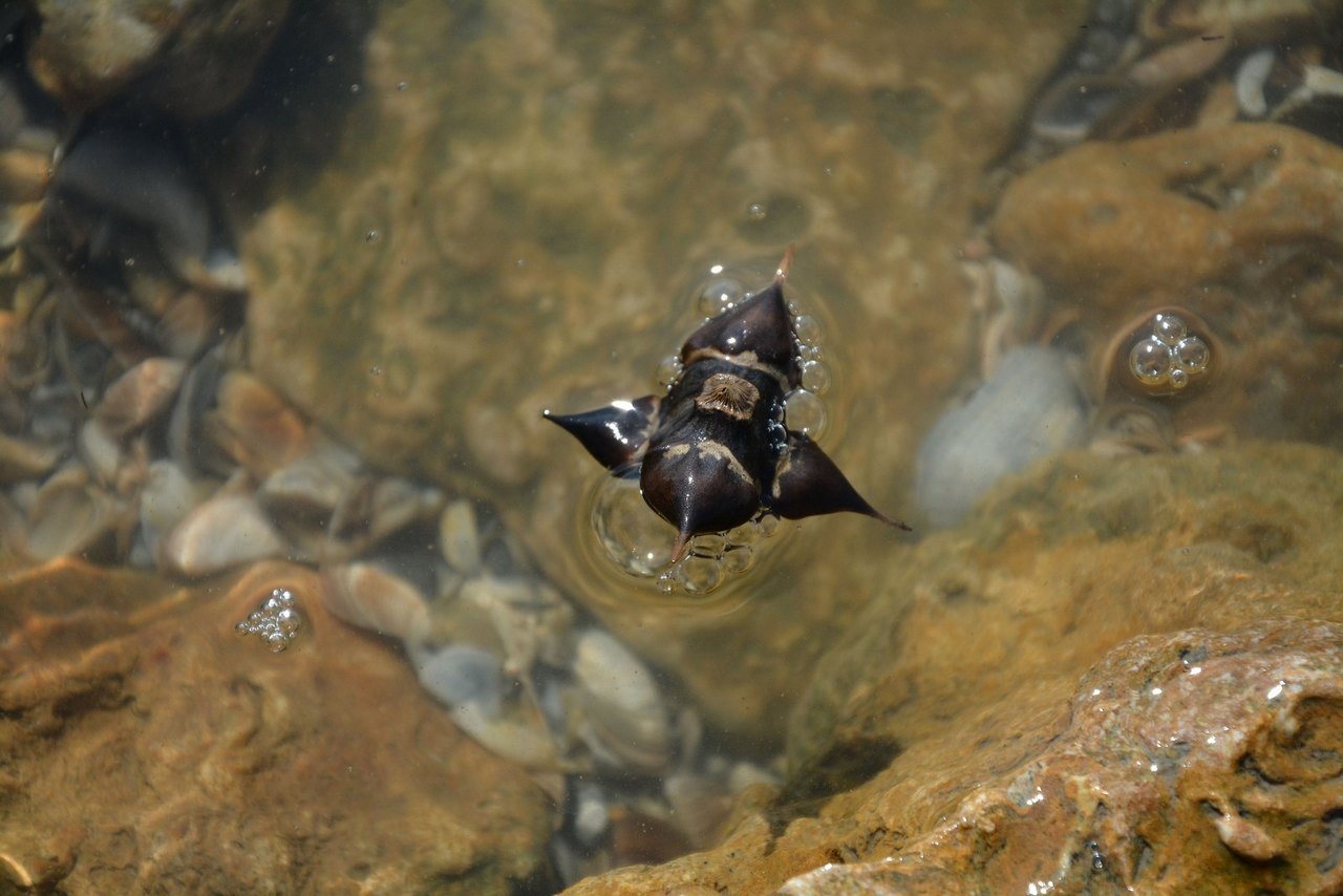 Image of genus Trapa specimen.