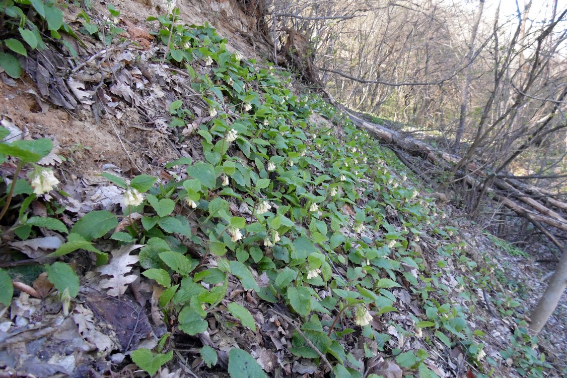 Image of Symphytum grandiflorum specimen.