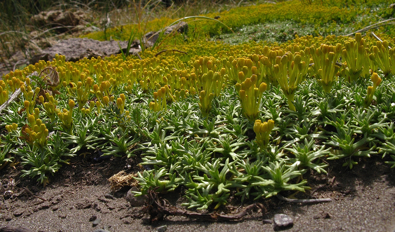 Изображение особи Azorella trifurcata.