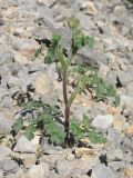 Heracleum ligusticifolium. Зацветающее растение. Горный Крым, Чернореченский каньон, каменная россыпь. 25.04.2017.