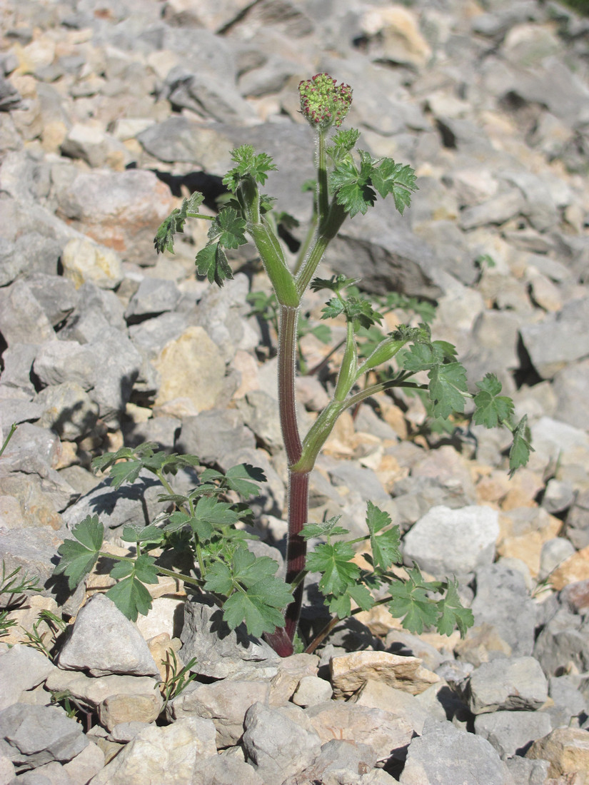 Изображение особи Heracleum ligusticifolium.