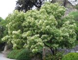 Photinia serratifolia