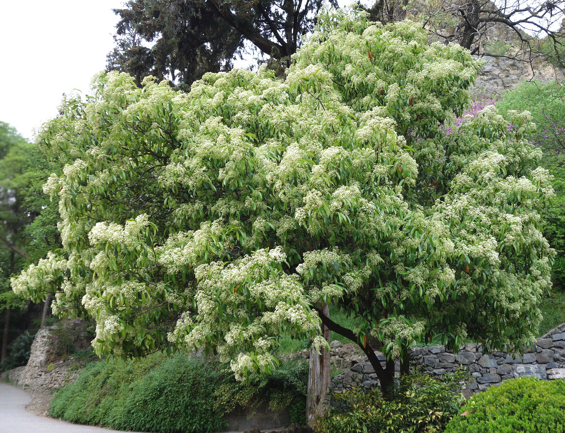 Изображение особи Photinia serratifolia.