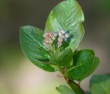 × Sorbaronia mitschurinii