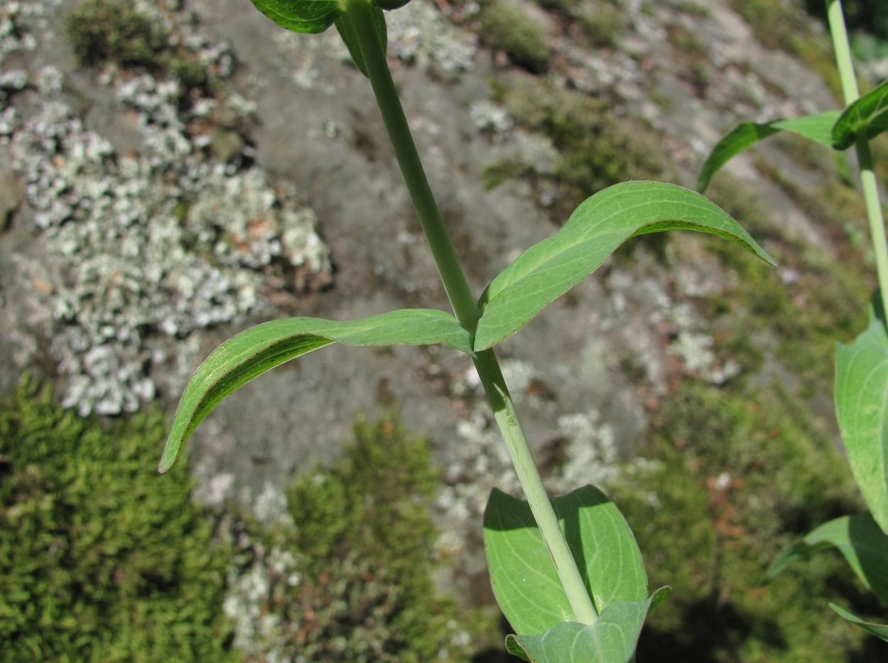 Image of Hypericum maleevii specimen.