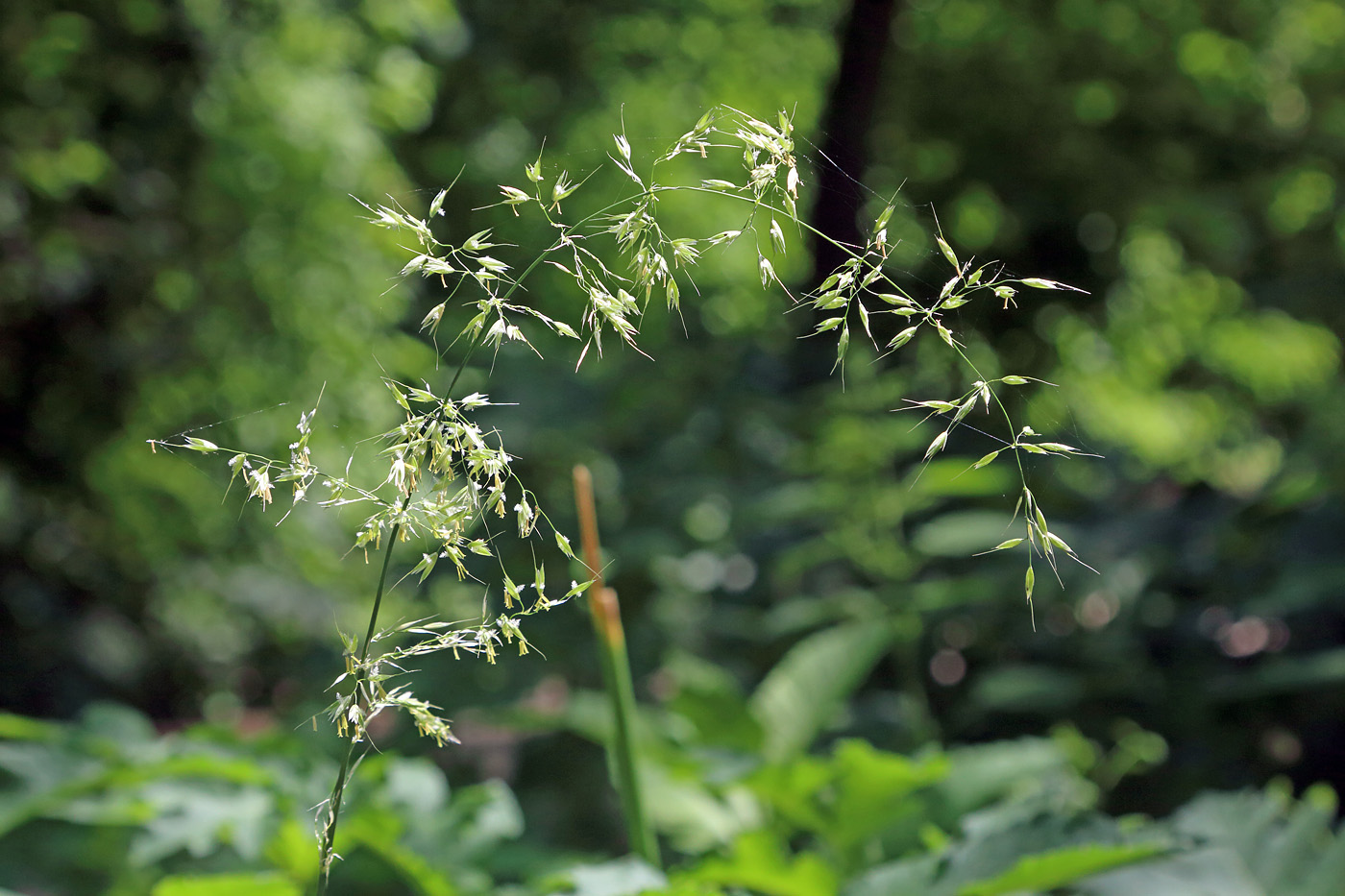 Изображение особи Arrhenatherum elatius.