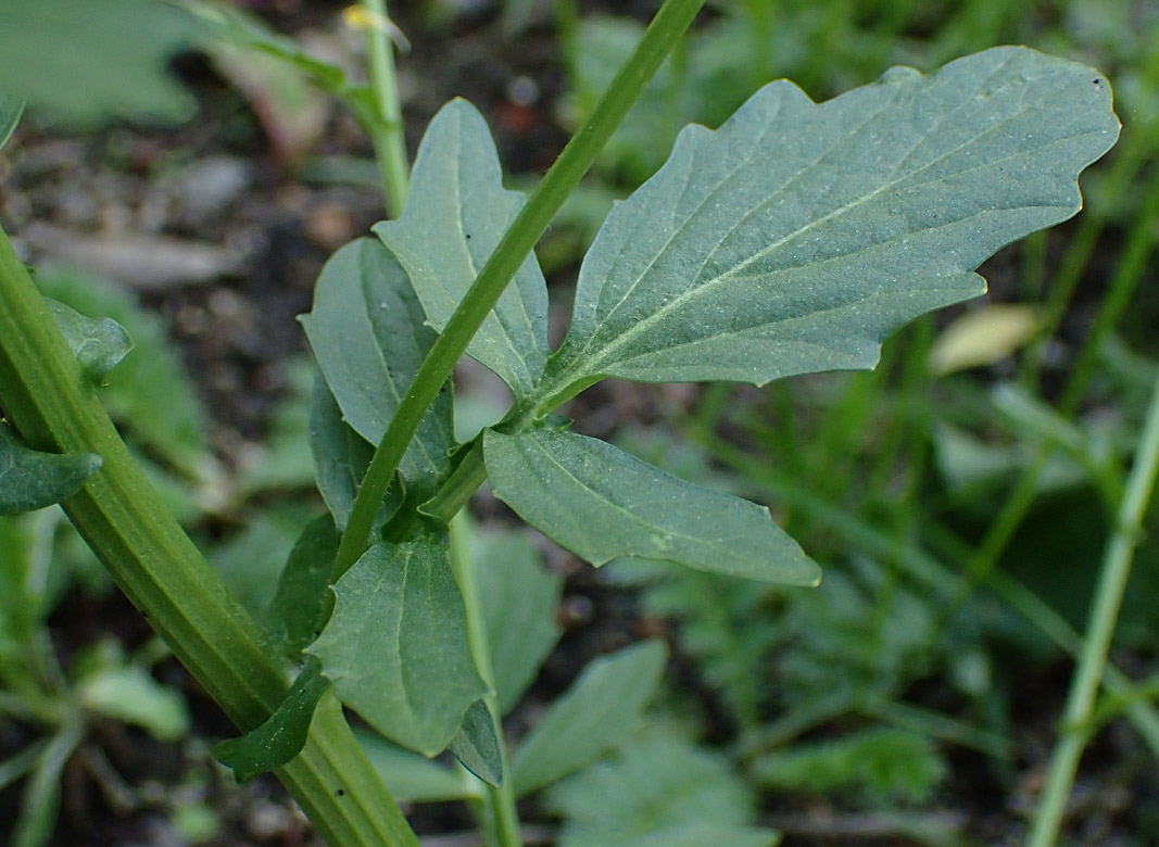 Image of Barbarea arcuata specimen.