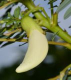 Sesbania grandiflora. Бутон. Таиланд, о-в Пхукет, курорт Ката, во дворе, в культуре. 09.01.2017.