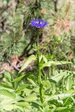 Centaurea montana. Верхушка цветущего растения. Санкт-Петербург, Старый Петергоф, парк \"Сергиевка\", цветник с элементами рокария и альпийской горки. 17.06.2017.