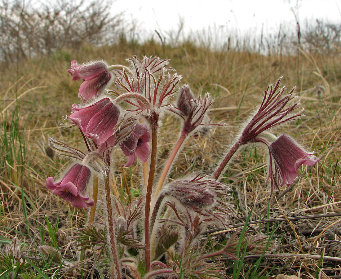 Image of Pulsatilla ucrainica specimen.