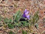 Pulsatilla tenuiloba