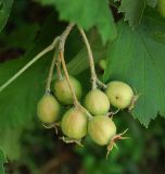 Crataegus submollis