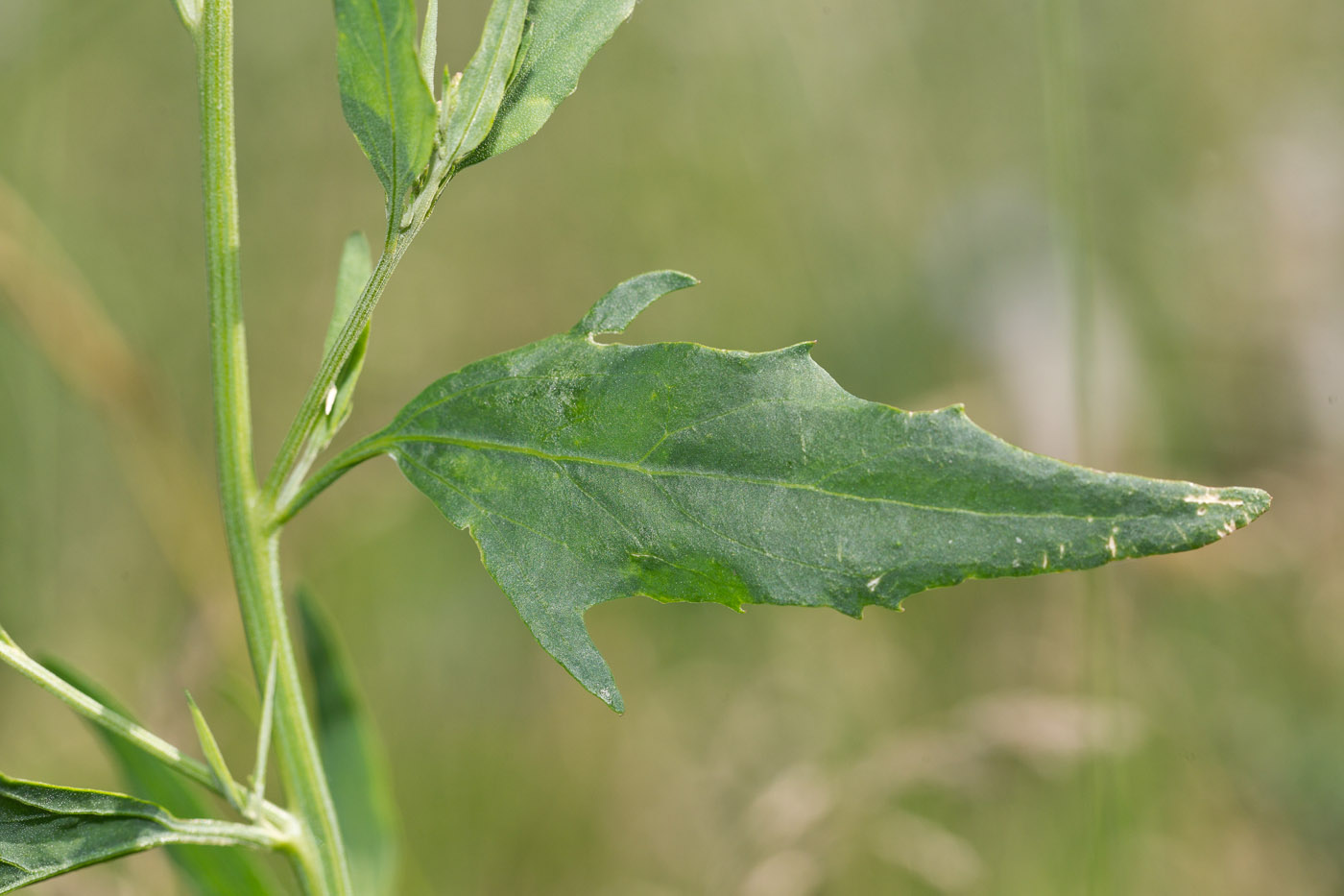 Изображение особи Atriplex patula.