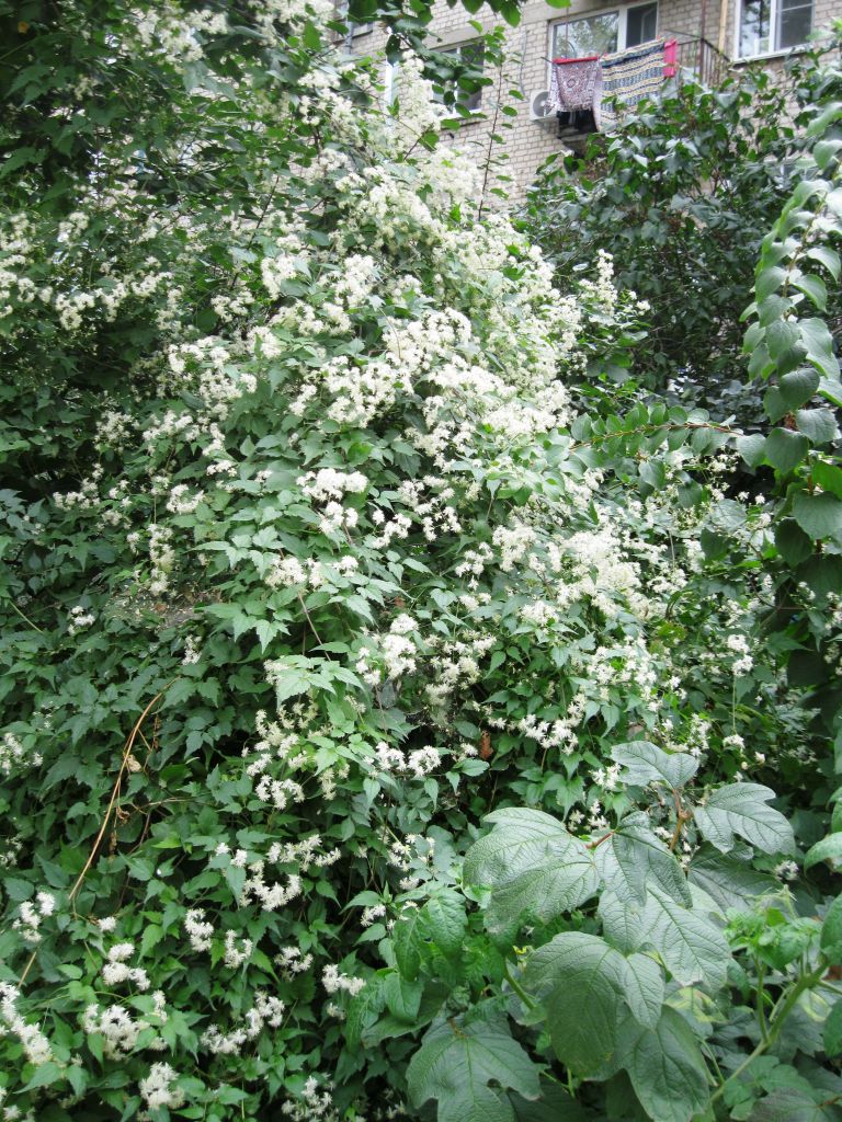 Image of Clematis vitalba specimen.