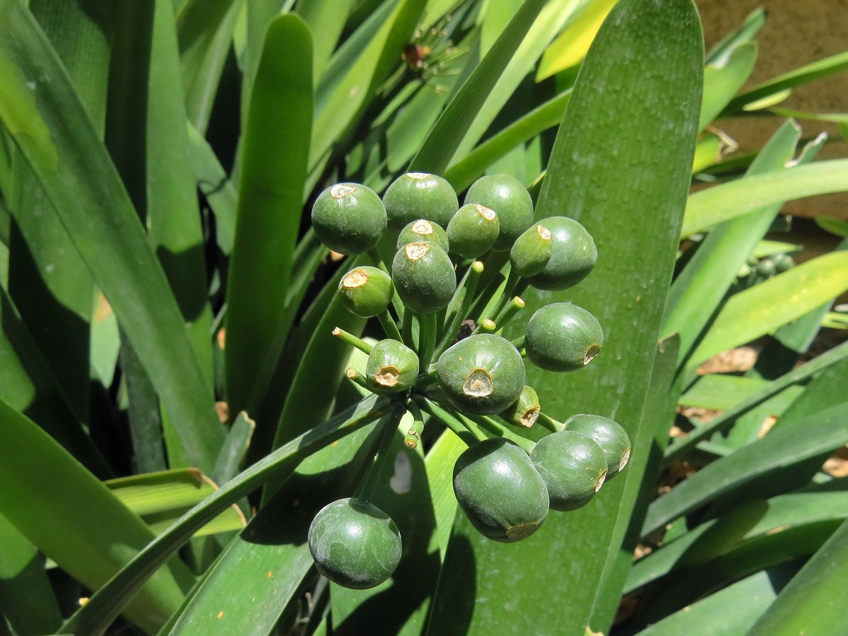 Image of Clivia &times; cyrtanthiflora specimen.