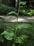 Crepis sibirica. Часть побега. Новосибирская обл., г. Новосибирск, Академгородок, берёзово-сосняк орляковый. 6 августа 2017 г.