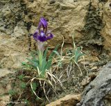 Iris timofejewii