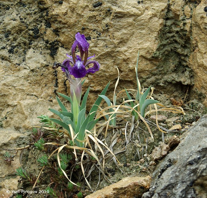 Изображение особи Iris timofejewii.