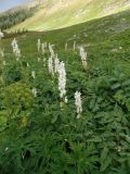 Aconitum leucostomum