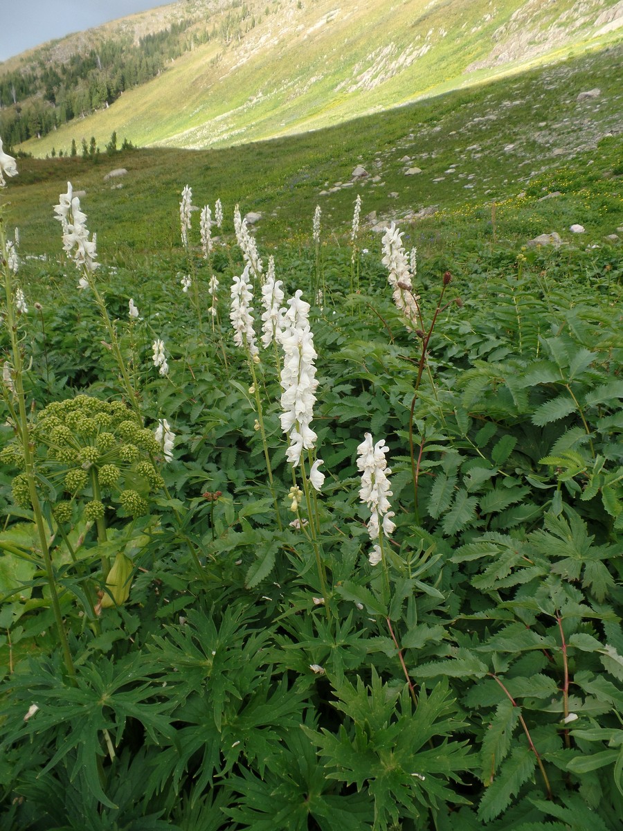 Изображение особи Aconitum leucostomum.