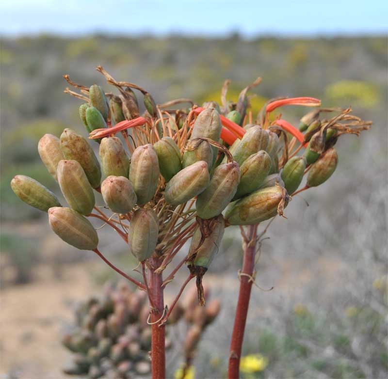 Изображение особи Aloe maculata.