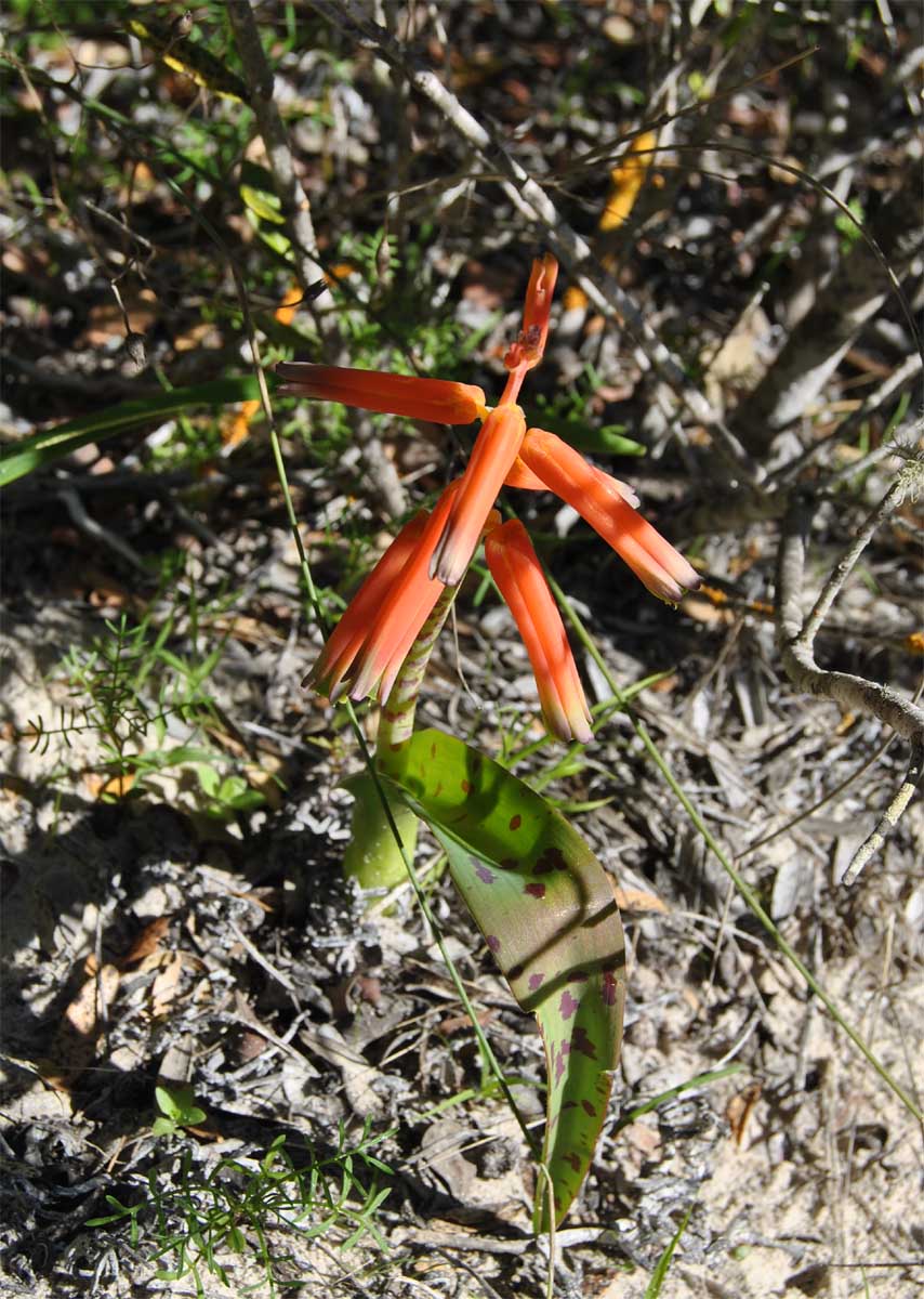 Изображение особи Lachenalia bulbifera.