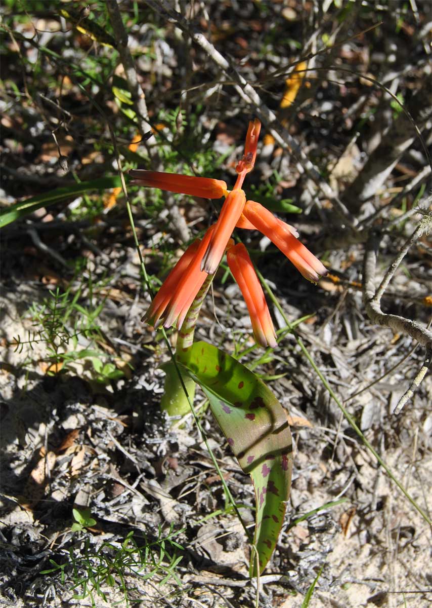 Image of Lachenalia bulbifera specimen.