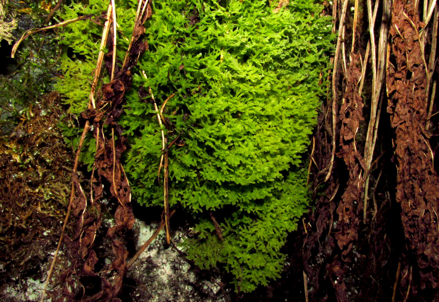 Image of Metzgeria pubescens specimen.