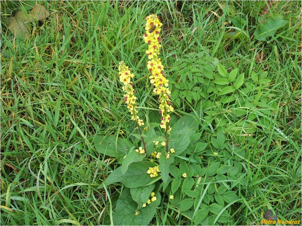 Image of Verbascum nigrum specimen.