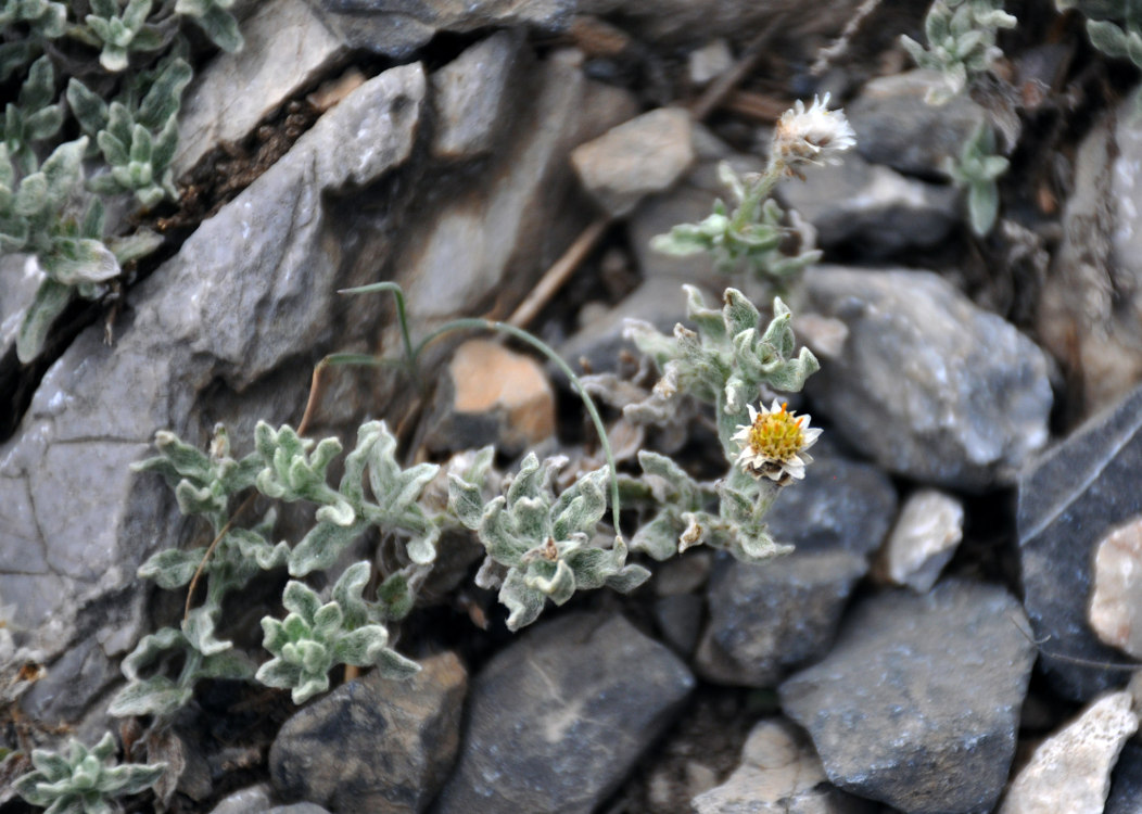 Image of Anaphalis sarawschanica specimen.