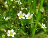 Linum catharticum. Верхушка цветущего растения. Московская обл., Одинцовский р-н, окр. г. Кубинка, луг на берегу водоёма. 15.06.2016.