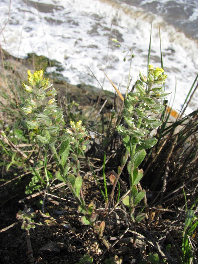 Image of Alyssum hirsutum specimen.