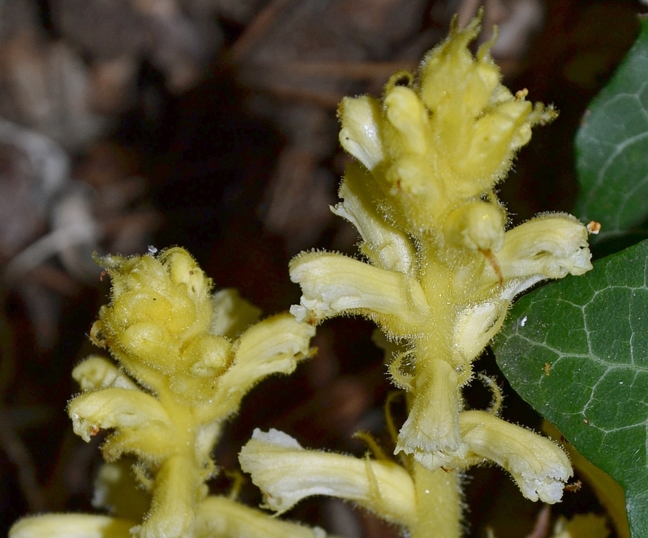 Image of Orobanche hederae specimen.