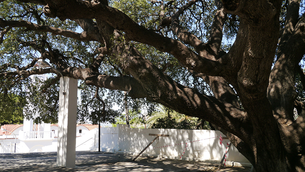 Image of Quercus ilex specimen.