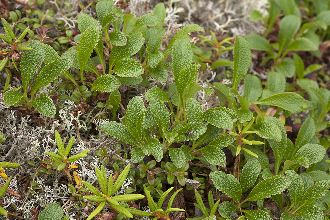 Image of Arctous alpina specimen.