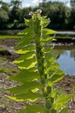 Hyoscyamus niger. Верхушка цветущего и плодоносящего побега. Пермский край, Кунгурский р-н, долина р. Ирень в р-не урочища Кокуй, правый, песчано-галечный, берег, зарастающий луговой растительностью. 22 июля 2017 г.