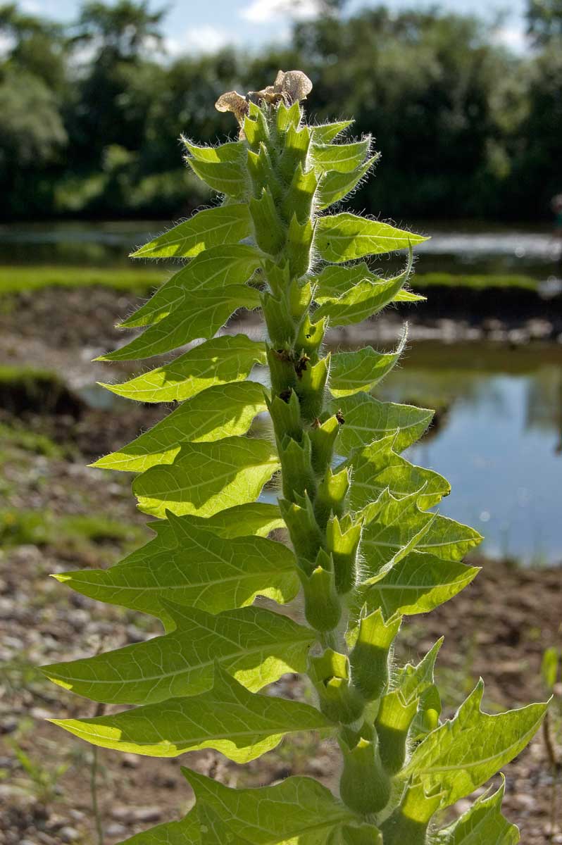 Изображение особи Hyoscyamus niger.