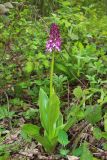 Orchis purpurea подвид caucasica