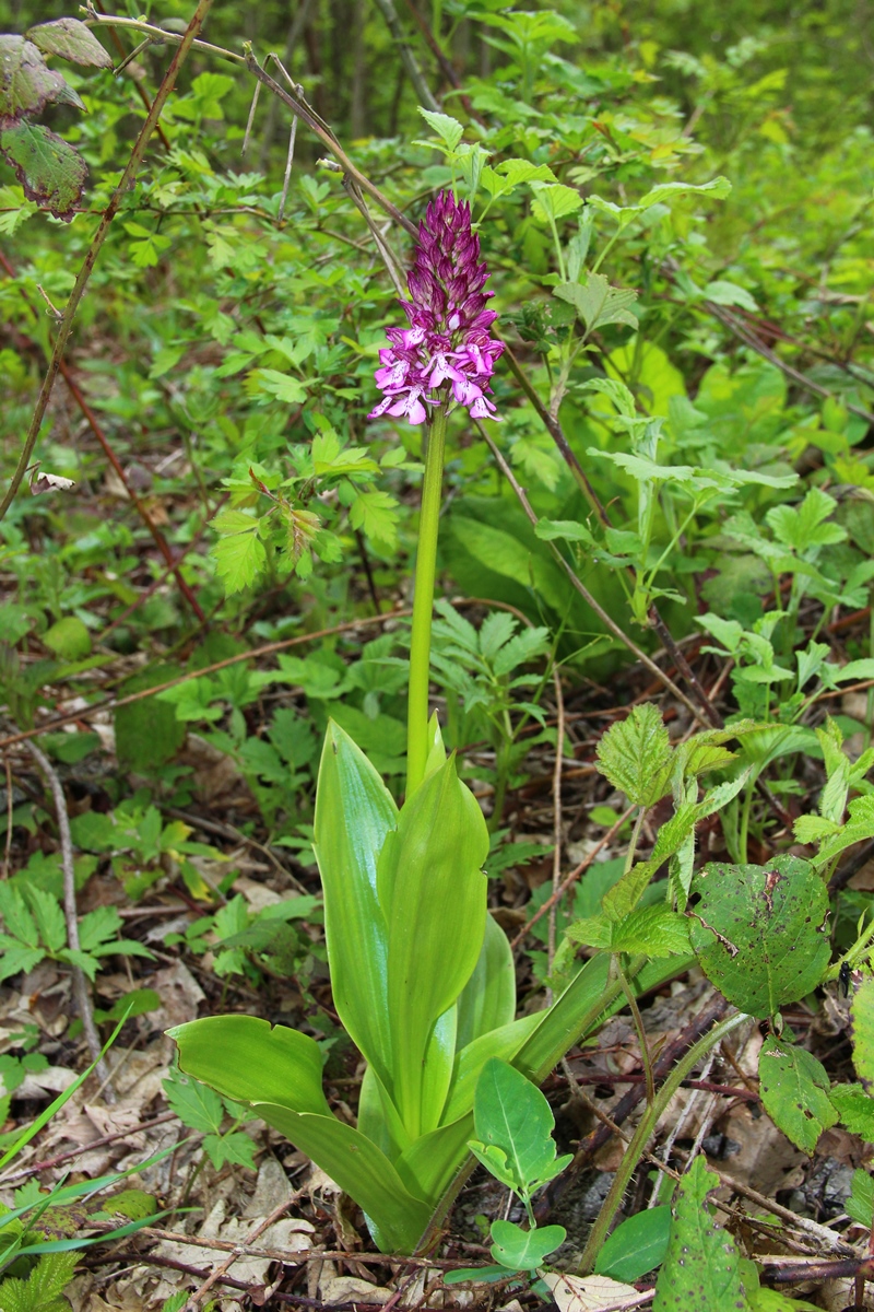 Image of Orchis purpurea ssp. caucasica specimen.