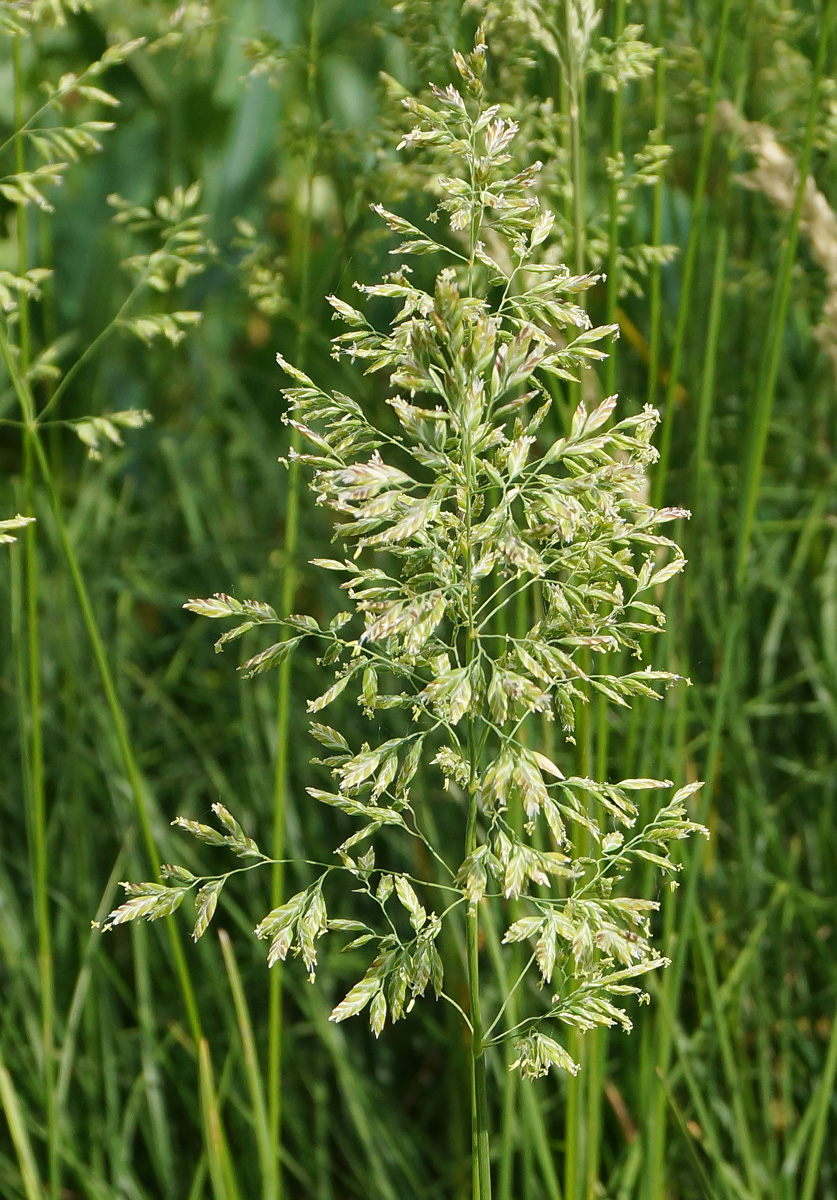 Изображение особи Poa angustifolia.