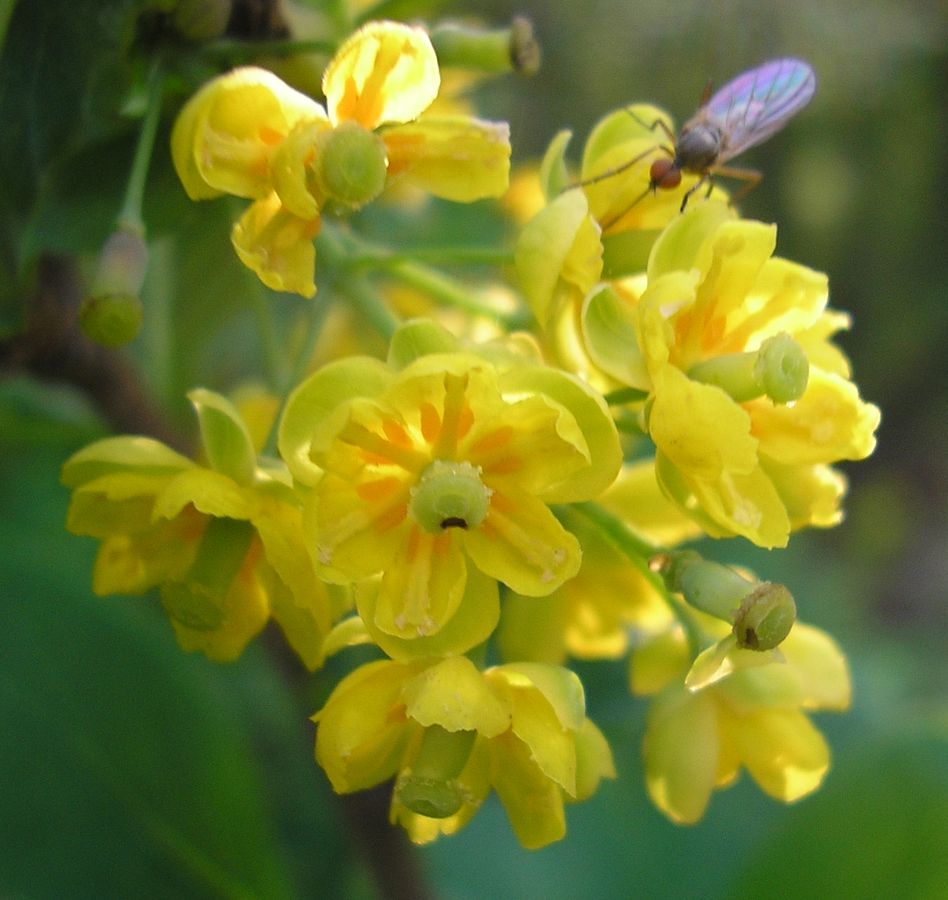 Image of Berberis vulgaris specimen.